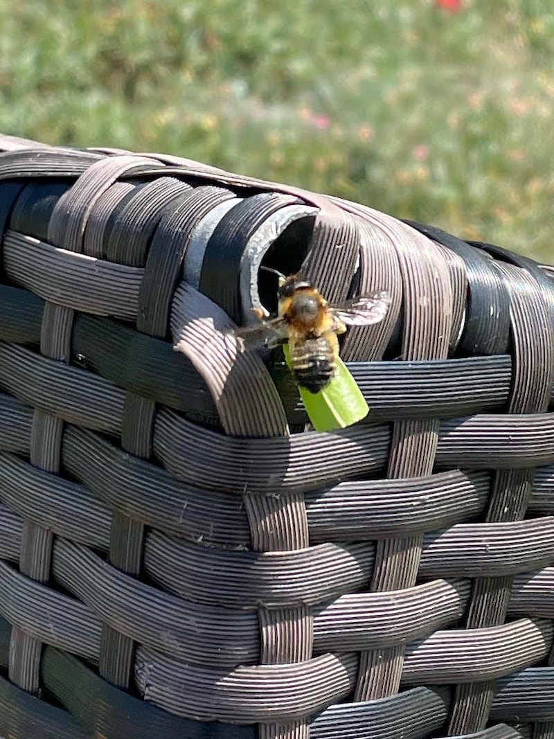 Here the bee is caught in the act bringing the section of leaf back to its nest cavity
