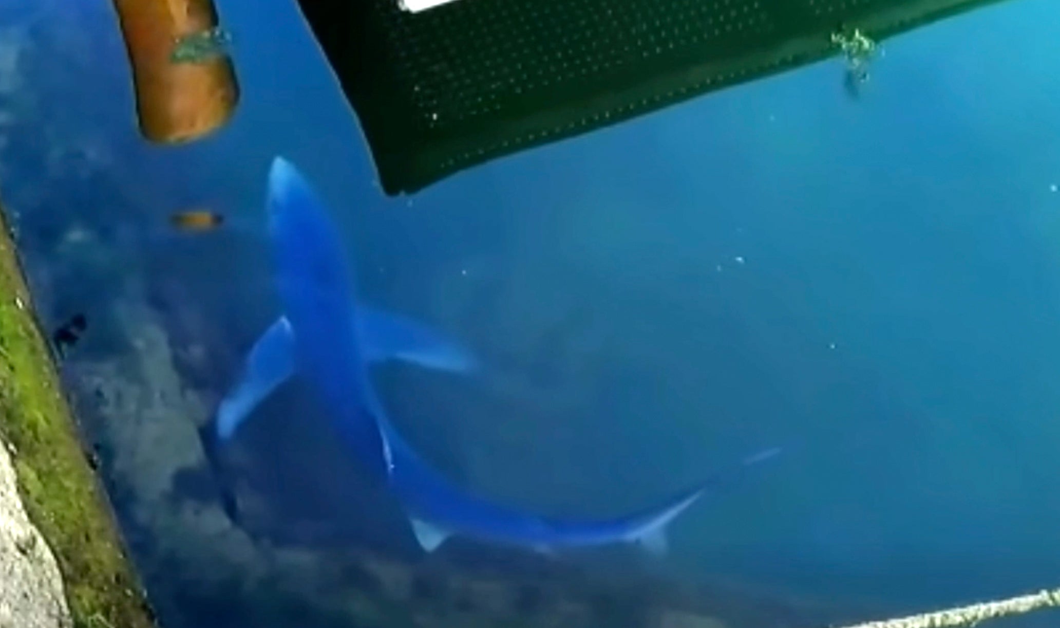 A 4ft shark was spotted in Dorset last month