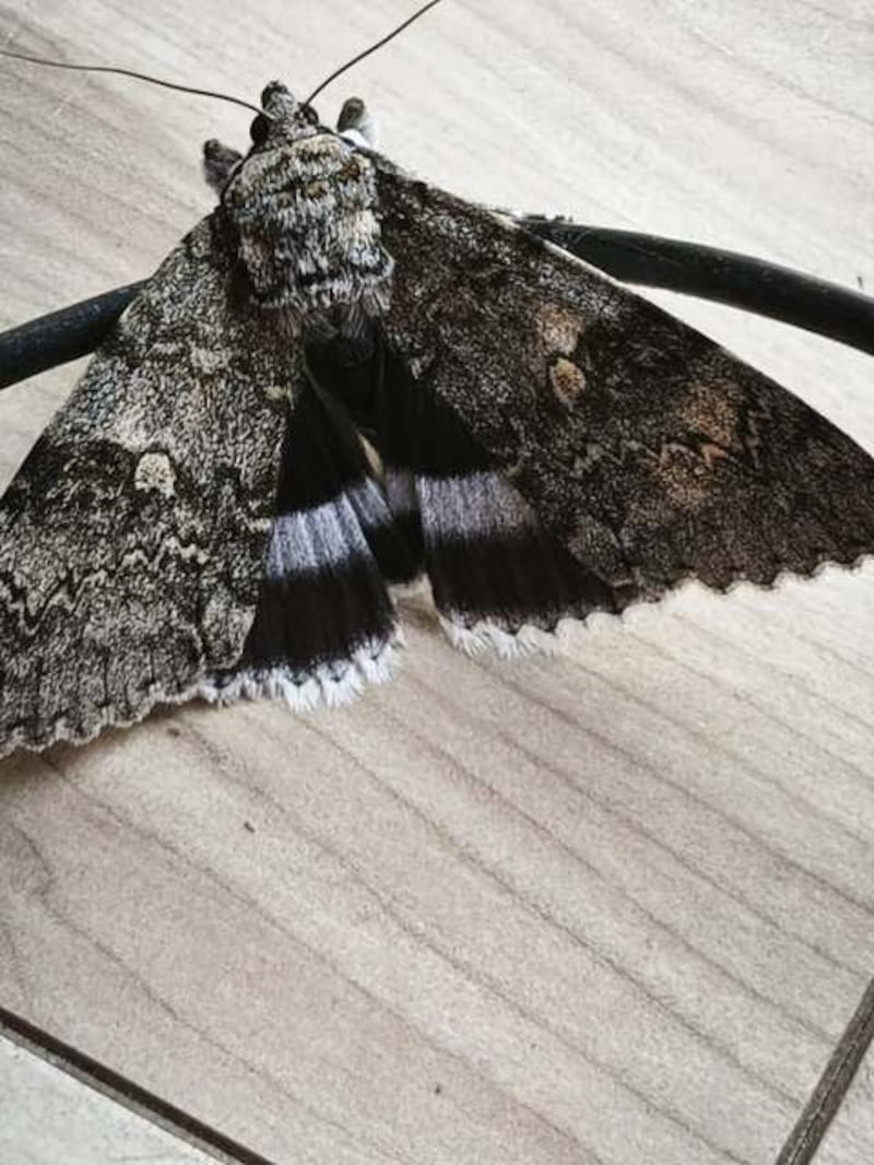 The very rare Clifden Nonpareil moth, also known as a Blue Underwing
