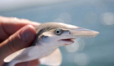 Bonnethead Shark