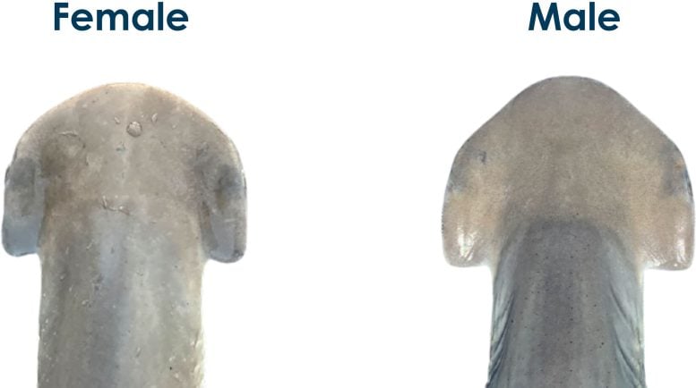 Bonnethead Shark Cephalofoil Morphology and Trophic Ecology