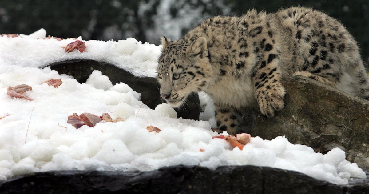 The Ghost of the Mountains by Kulbhushansingh Suryawanshi: What the snow leopard tells us about ourselves – The Irish Times