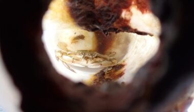 Crab Entrapped Inside a HDPE Bottle