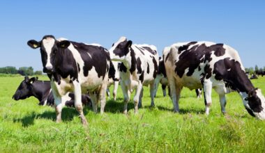 Fourteen cattle die from dehydration after water disconnected at Coolmore-owned farm – The Irish Times