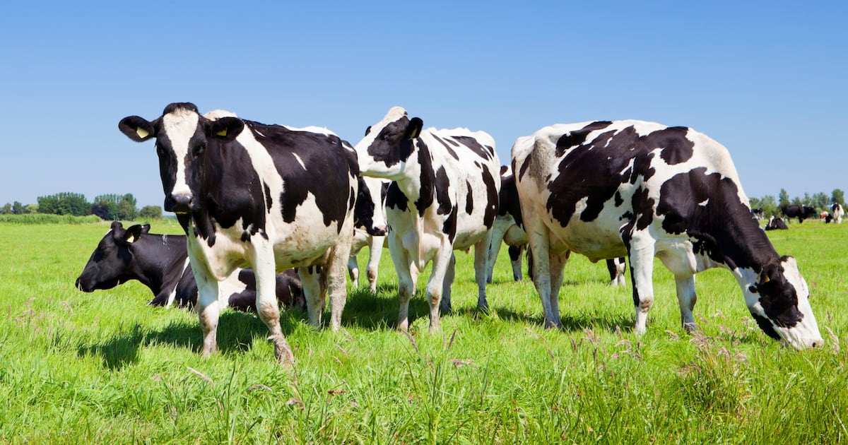 Fourteen cattle die from dehydration after water disconnected at Coolmore-owned farm – The Irish Times