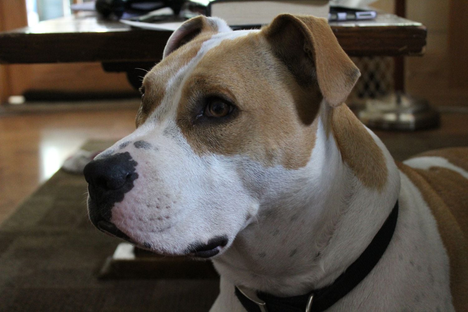 Dogs-medicine-shortage-epilepsy