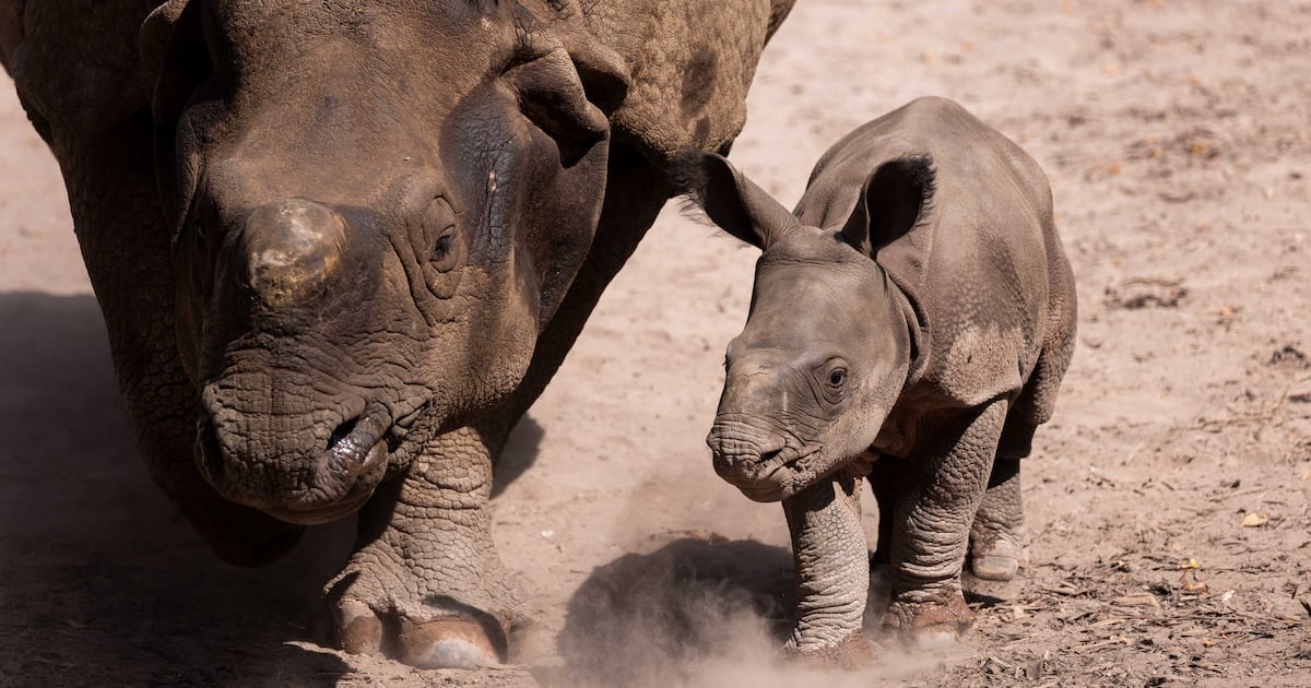 Fota Wildlife Park in Cork announces second birth in Ireland of rare Indian rhino – The Irish Times