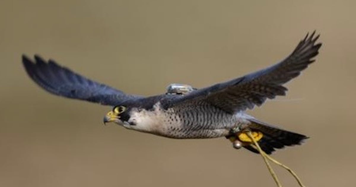 ‘He’s my companion’ - Belfast falconer appeals for help as search continues for missing peregrine falcon – The Irish News