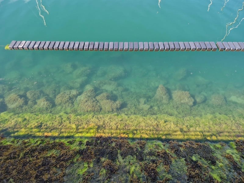 Floating oyster baskets installed by the Green Ocean Foundation