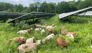 16 Agrivoltaic Projects on Local Farms Move Forward in New Jersey