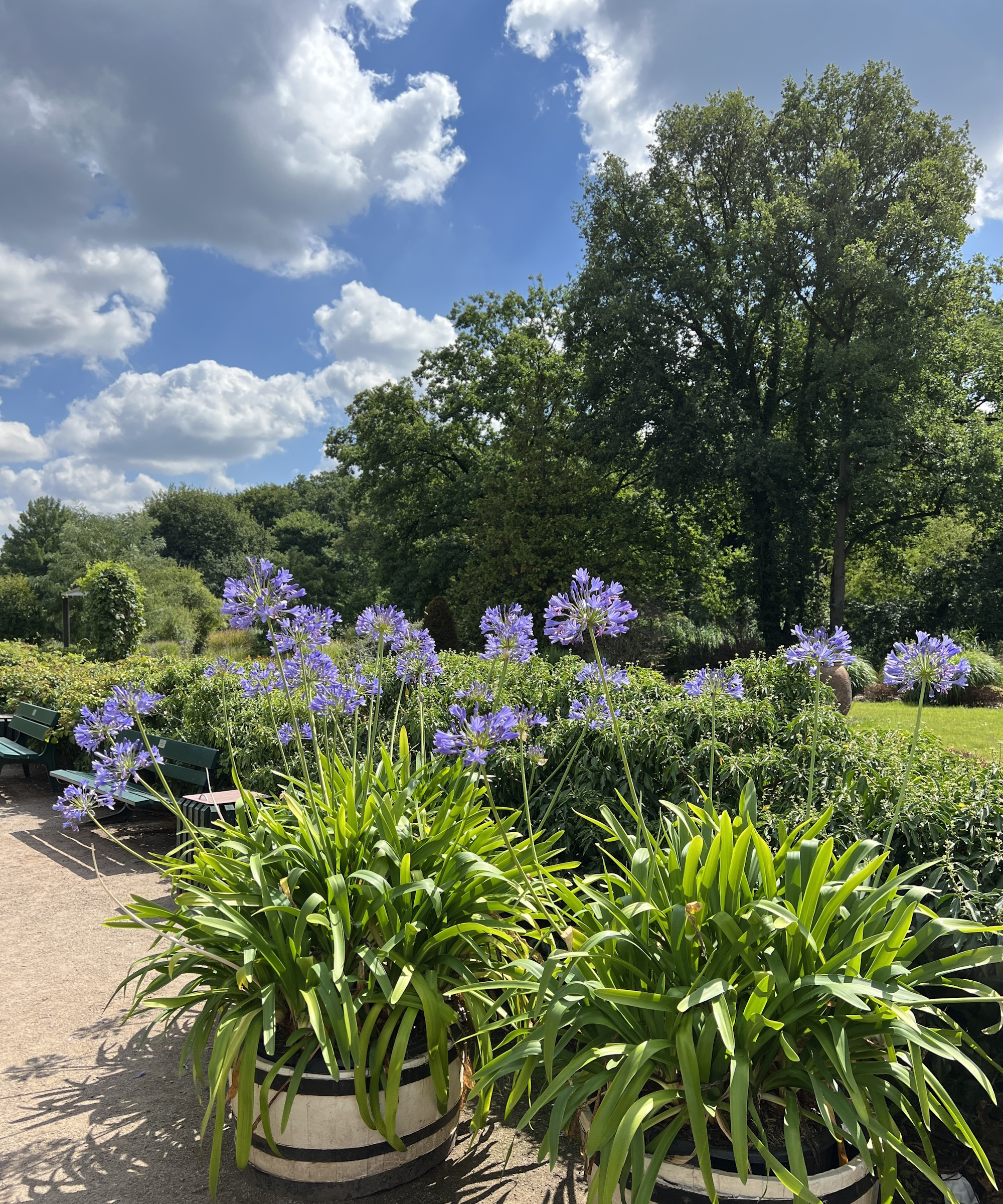 Agapanthus in barrel pots