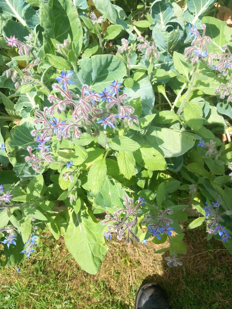 Borage Borago officinalis can sometimes be found where it was never planted