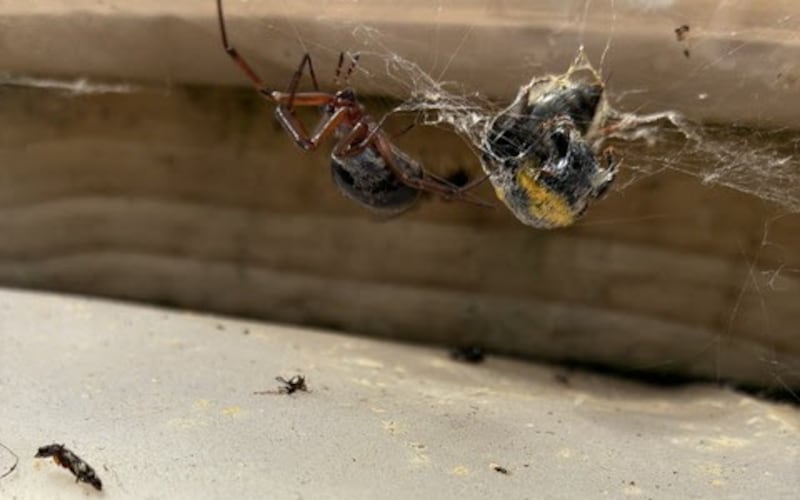 A false widow spider busy wrapping a bee with its silk