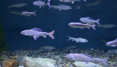 Thawing permafrost is affecting fish health – Sciworthy