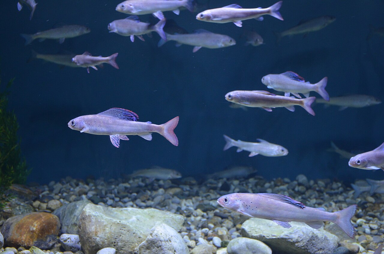 Thawing permafrost is affecting fish health – Sciworthy
