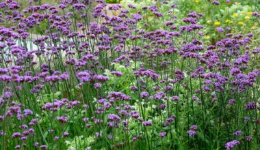 What drought-resistant plants are suitable for Irish gardens? – The Irish Times
