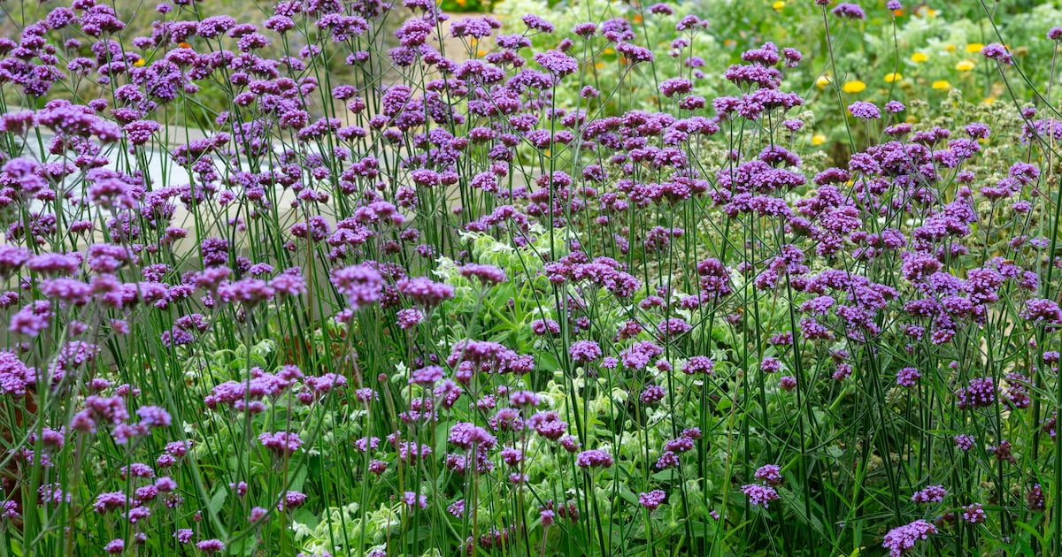 What drought-resistant plants are suitable for Irish gardens? – The Irish Times