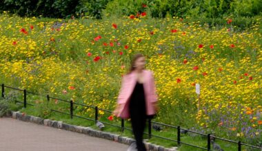 Think twice before growing that Instagram-perfect wildflower meadow – The Irish Times