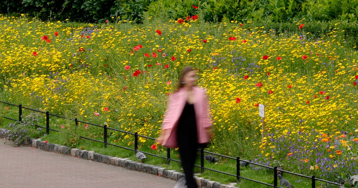 Think twice before growing that Instagram-perfect wildflower meadow – The Irish Times