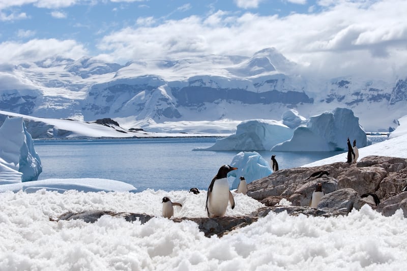 Perhaps the penguins have heard it all before. Photograph: Photodynamic/iStock
