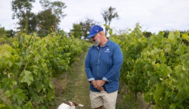 ‘Maybe we made a mistake’: The Louth vineyard facing questions over how much of its wine is from Irish grapes – The Irish Times