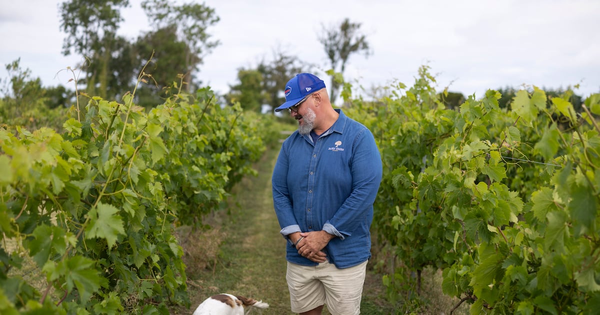 ‘Maybe we made a mistake’: The Louth vineyard facing questions over how much of its wine is from Irish grapes – The Irish Times