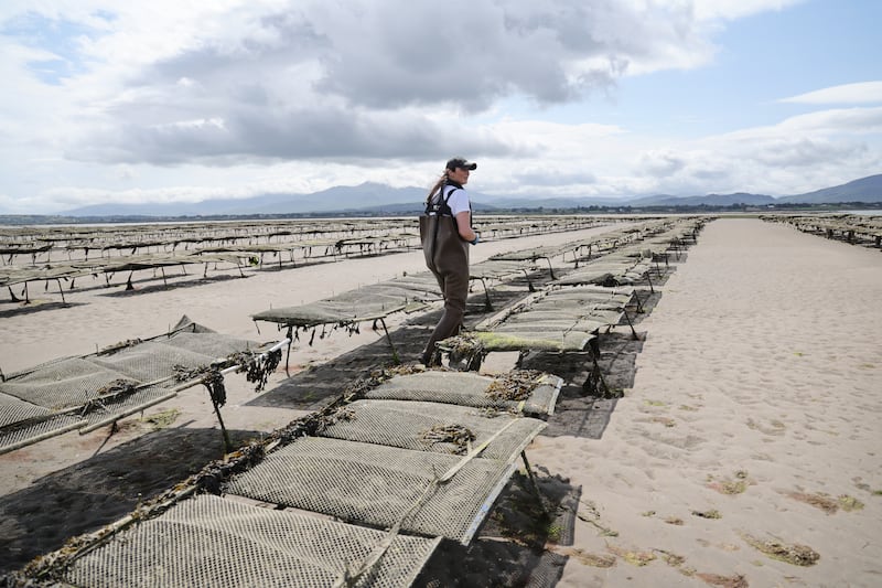Sharon Sugrue of Réalt na Mara Shellfish in Cromane, Co Kerry. Photograph: Bryan O’Brien