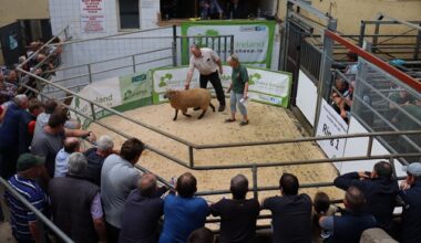 Sheep Ireland Elite €uroStar Multi-Breed Ram Sale 2026 Set for Kilkenny