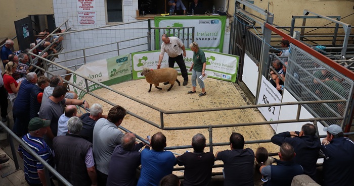 Sheep Ireland Elite €uroStar Multi-Breed Ram Sale 2026 Set for Kilkenny