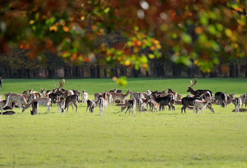 Deer in Phoenix Park. Photograph Nick Bradshaw / The Irish Times