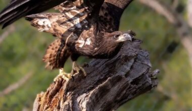 Rare white-tailed sea eagle chick born in Fota Wildlife Park – The Irish Times