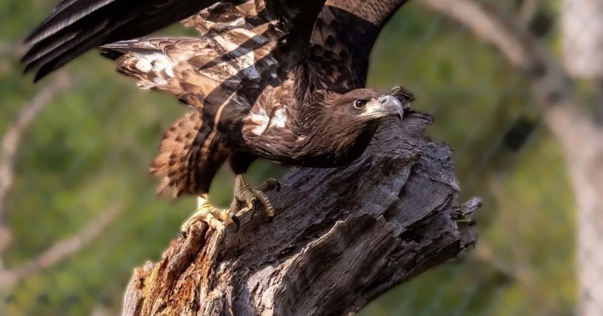 Rare white-tailed sea eagle chick born in Fota Wildlife Park – The Irish Times