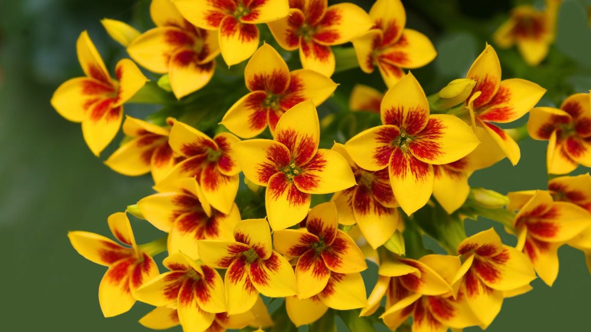 Kalanchoe from Slijkerman Kalachoe and Decorum Plants 