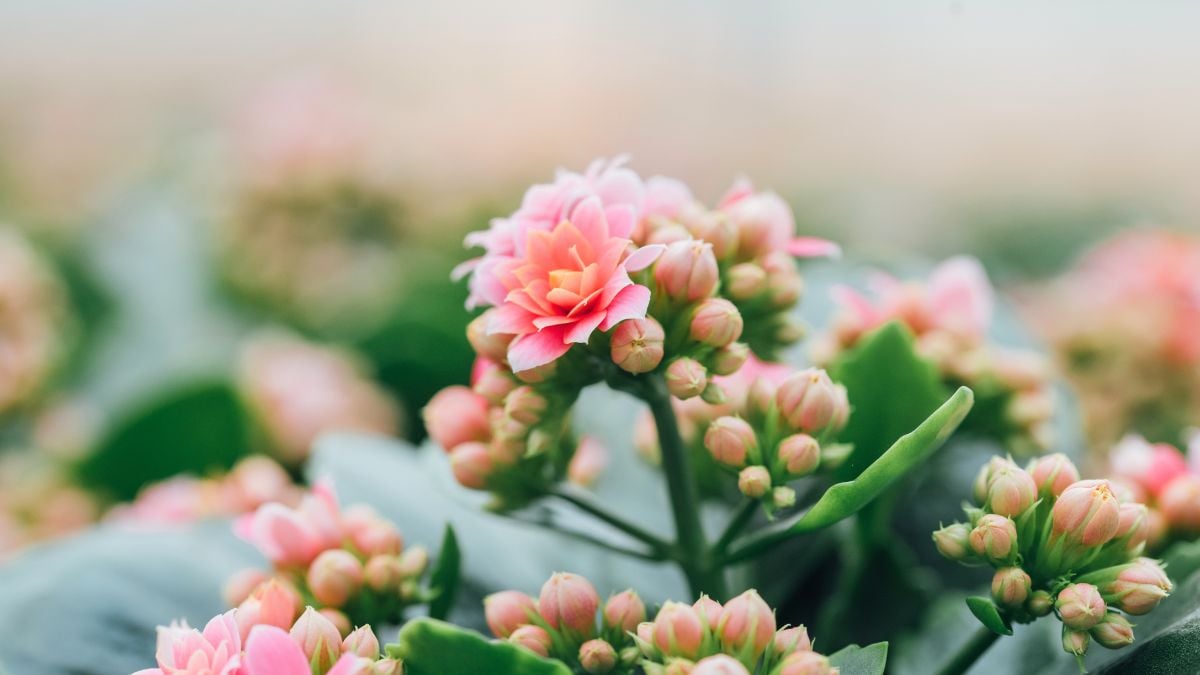 Kalanchoe from Slijkerman Kalachoe and Decorum close up