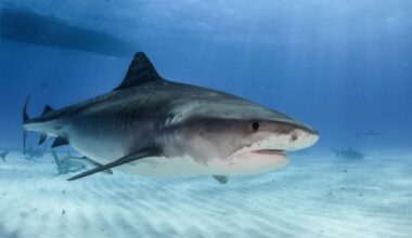 Clare Ocean Conservationist Slams Coverage Of Waterford Shark Incident