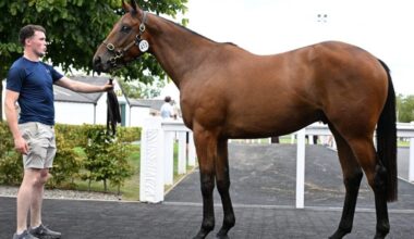 Tattersalls Ireland August NH Sale Ends With Strong Metrics
