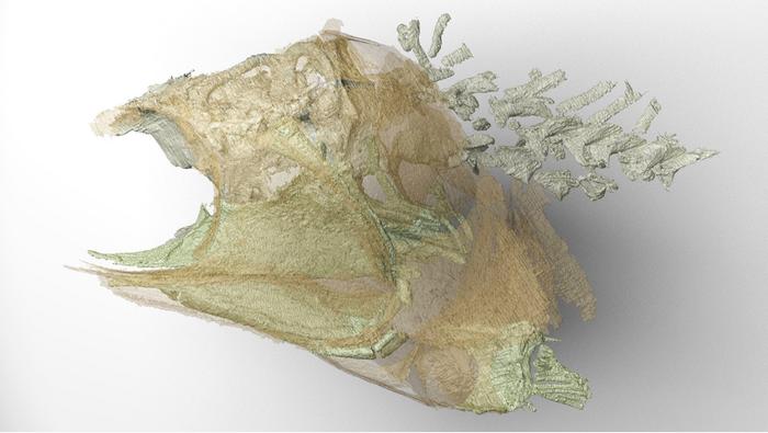 What a Tiny 300-Million-Year-Old Fish Brain Fossil Reveals About the Ancestors of Modern Fish