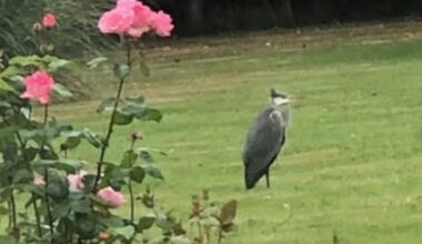 Did a rare pair of cranes visit a Co Waterford garden? – The Irish Times