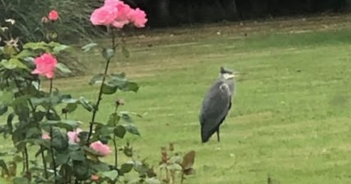 Did a rare pair of cranes visit a Co Waterford garden? – The Irish Times