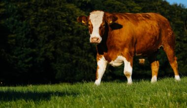 Ireland bets on sustainability to carve out premium beef and lamb niche in Asia