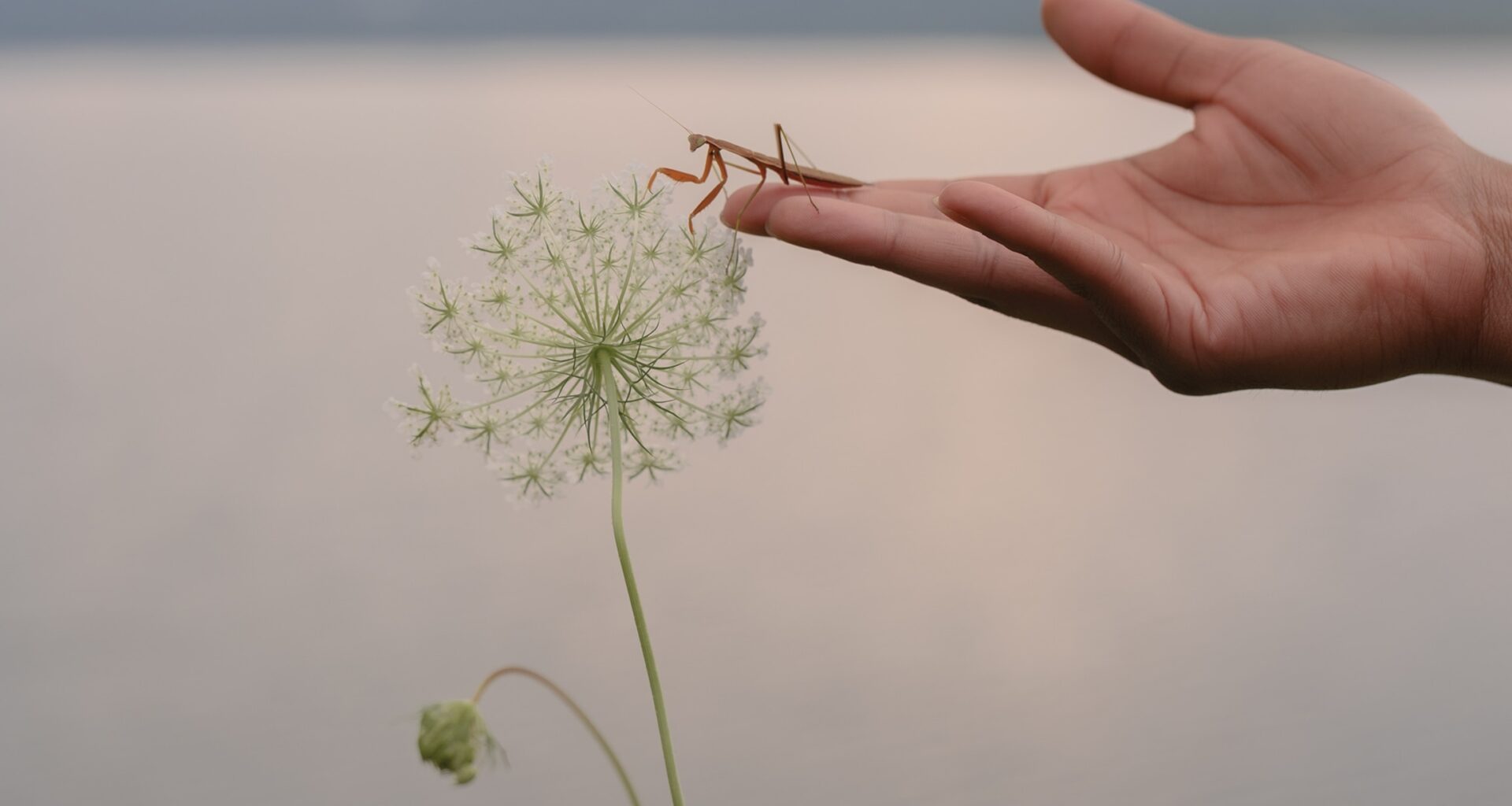 A hand guides a praying mantis toward a wild flower.