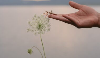 A hand guides a praying mantis toward a wild flower.
