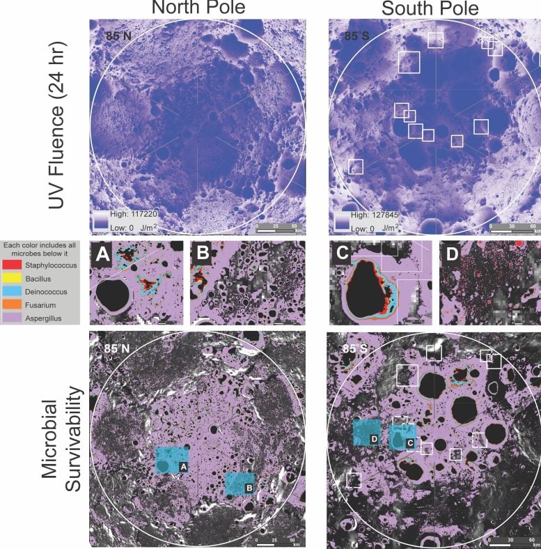 Microbial Survivability at the Moon’s Poles