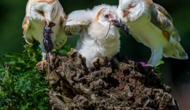 Conservationists celebrate ‘bounty of barn owl chicks’ in Northern Ireland – The Irish Times