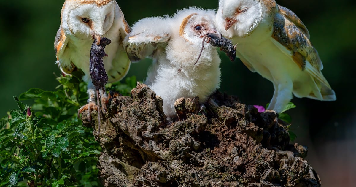 Conservationists celebrate ‘bounty of barn owl chicks’ in Northern Ireland – The Irish Times