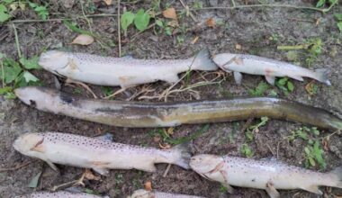Brown trout and eels dead in ‘significant’ fish kill on Dublin’s Tolka river – The Irish Times