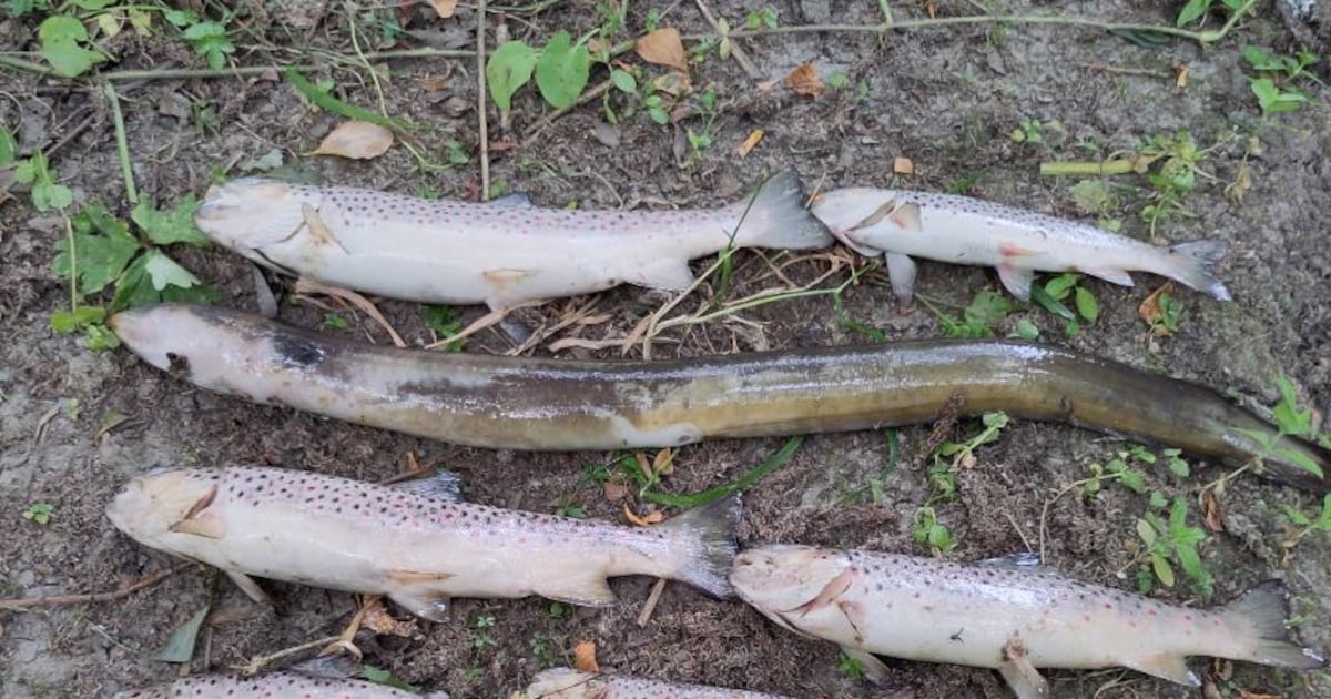 Brown trout and eels dead in ‘significant’ fish kill on Dublin’s Tolka river – The Irish Times