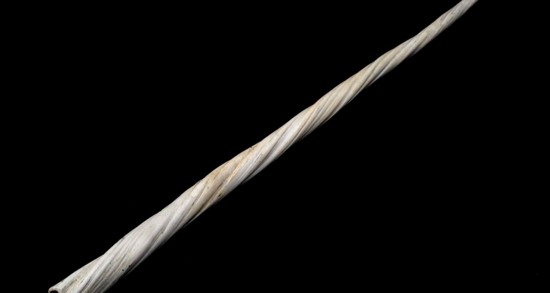 Scientists Found a Second Spiral Inside the Narwhal’s Tusk