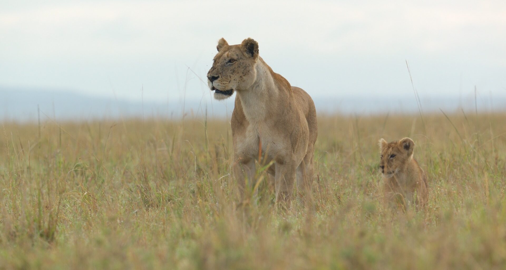 Jon Favreau Talks Embracing Natural Storytelling With Nat Geo's 'Lion'
