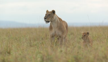 Jon Favreau Talks Embracing Natural Storytelling With Nat Geo's 'Lion'